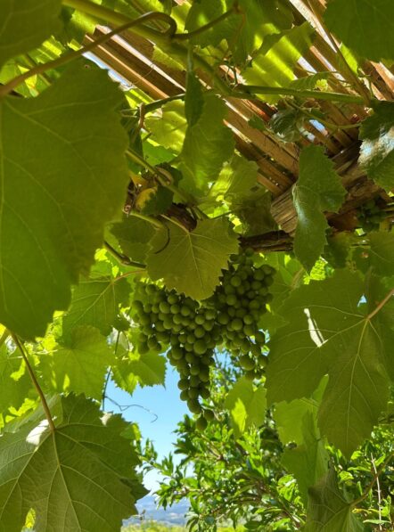 Borgo Petrognano_Gallery (10)-min